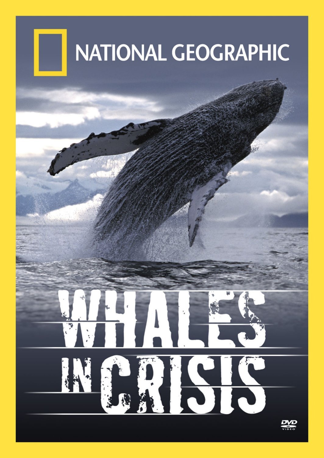 National Geographic Whales In Crisis On DVD